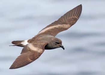 One of Scotland’s rarest seabirds put at risk by controversial guga hunt