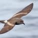 One of Scotland’s rarest seabirds put at risk by controversial guga hunt