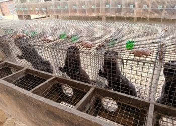 Mink in cages in a fur farm in China