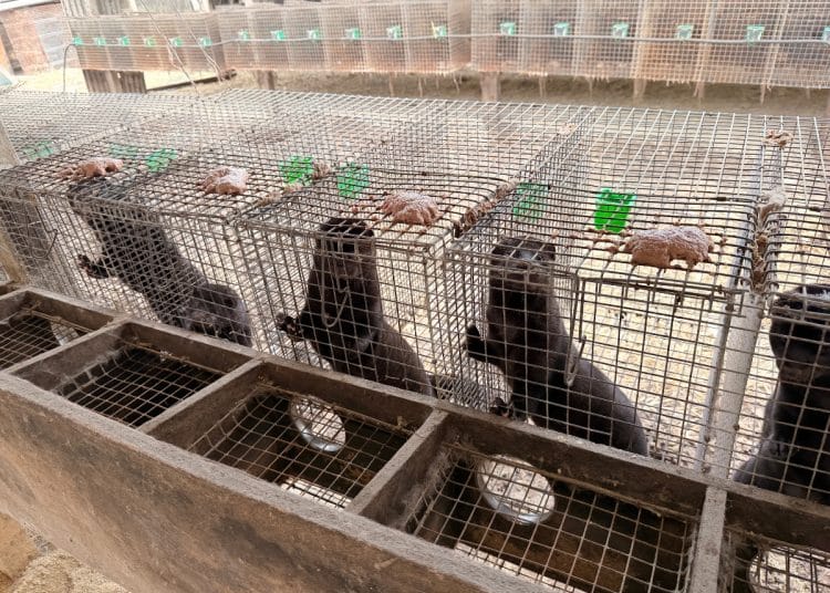 Mink in cages in a fur farm in China