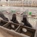 Mink in cages in a fur farm in China