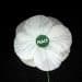A Peace Pledge Union white poppy Petition against conscription International Conscientious Objectors' Day