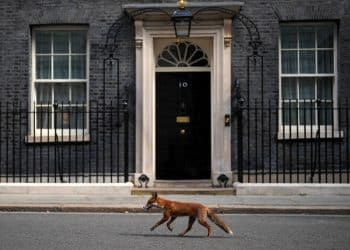 A fox is running in Makerfield by-election to challenge Hunting Act loopholes