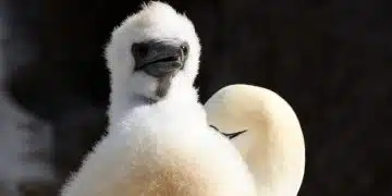 Baby gannet Guga hunt report