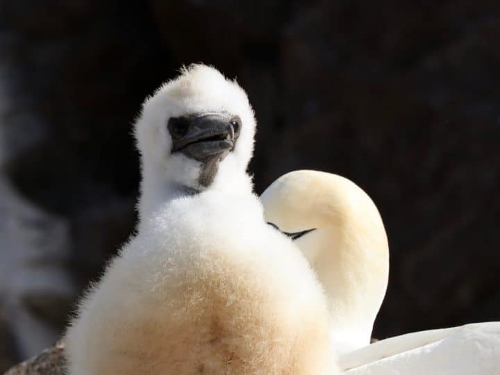 Baby gannet Guga hunt report