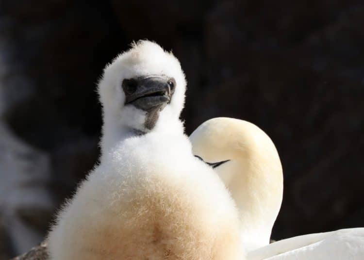 Baby gannet Guga hunt report