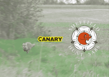 Badger sett The background is a fox running away in a field. Next to it is the Canary and the Sheffield Hunt Sabs logo