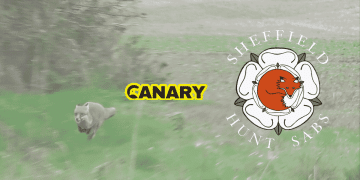 Badger sett The background is a fox running away in a field. Next to it is the Canary and the Sheffield Hunt Sabs logo