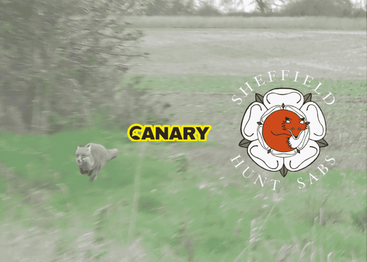 Badger sett The background is a fox running away in a field. Next to it is the Canary and the Sheffield Hunt Sabs logo