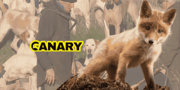 The background is an image of a pack of hunting hounds with a huntsman. In the foreground is a fox cubs who is stood on a mossy outcrop and is looking at the camera. Next to the cub is the Canary UK logo
