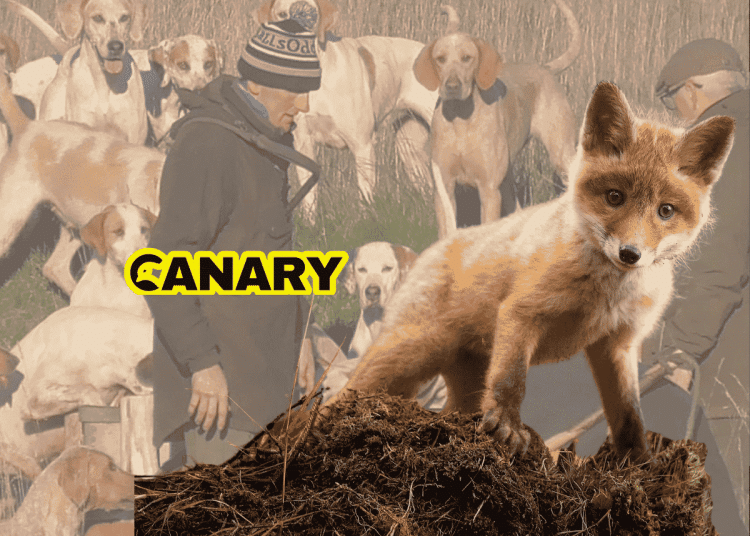 The background is an image of a pack of hunting hounds with a huntsman. In the foreground is a fox cubs who is stood on a mossy outcrop and is looking at the camera. Next to the cub is the Canary UK logo