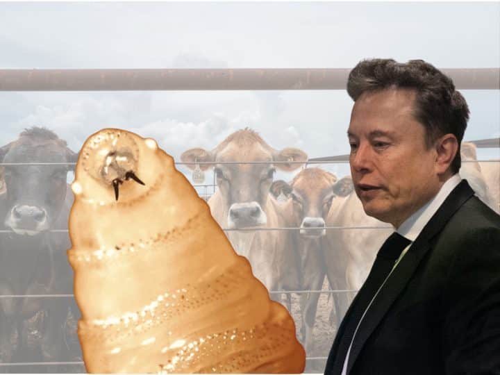 Elon Musk next to a giant screwworm