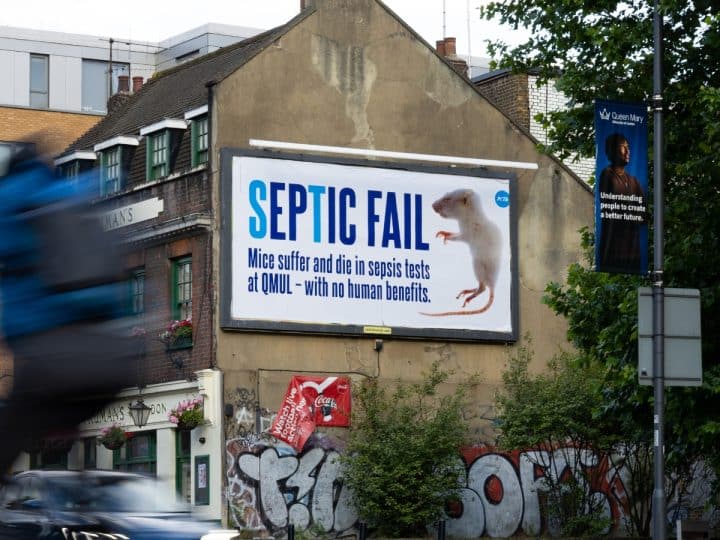 PETA billboard highlighting sepsis experiments on mice at QMUL