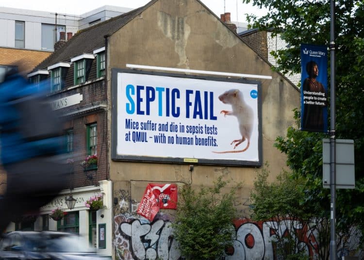 PETA billboard highlighting sepsis experiments on mice at QMUL