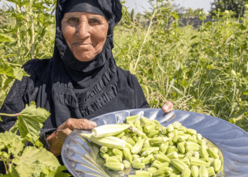 War on Terror: Matra Nsayef harvests okra at her farm in the village of Yathrib, Iraq, in 2019