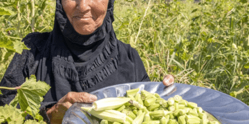 War on Terror: Matra Nsayef harvests okra at her farm in the village of Yathrib, Iraq, in 2019