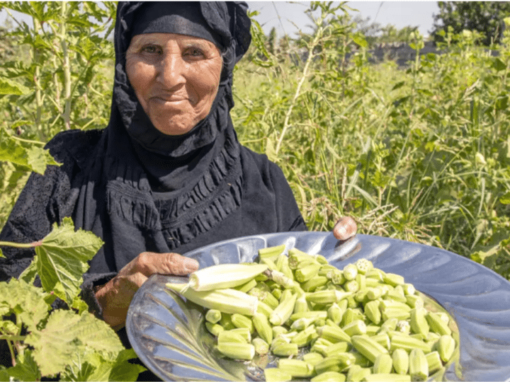 War on Terror: Matra Nsayef harvests okra at her farm in the village of Yathrib, Iraq, in 2019