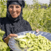 War on Terror: Matra Nsayef harvests okra at her farm in the village of Yathrib, Iraq, in 2019