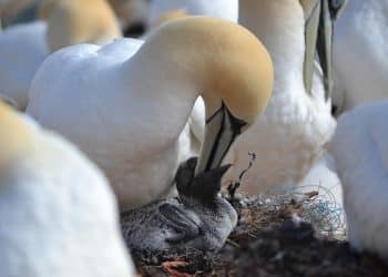 Gannet parent feeds chick Guga hunt food safety