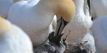 Gannet parent feeds chick Guga hunt food safety