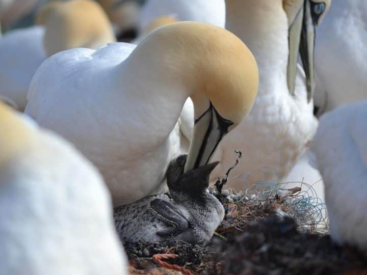 Gannet parent feeds chick Guga hunt food safety