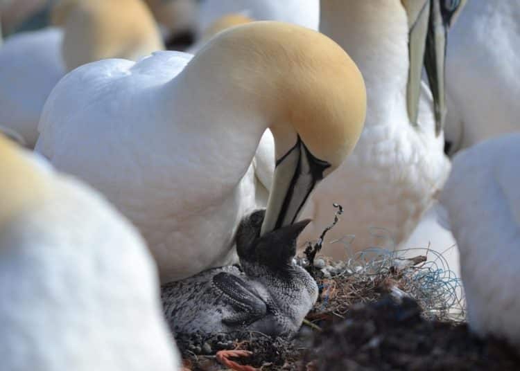Gannet parent feeds chick Guga hunt food safety
