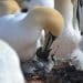 Gannet parent feeds chick Guga hunt food safety