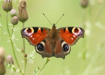 Peacock butterfly