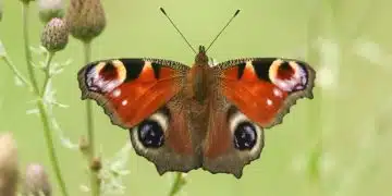 Peacock butterfly
