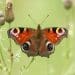 Peacock butterfly