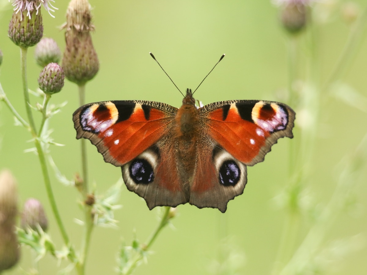 Peacock butterfly
