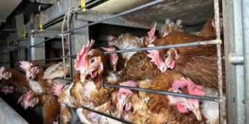 Chickens in an 'enriched' colony cage