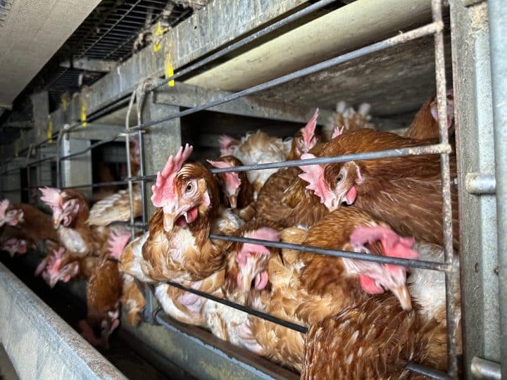 Chickens in an 'enriched' colony cage