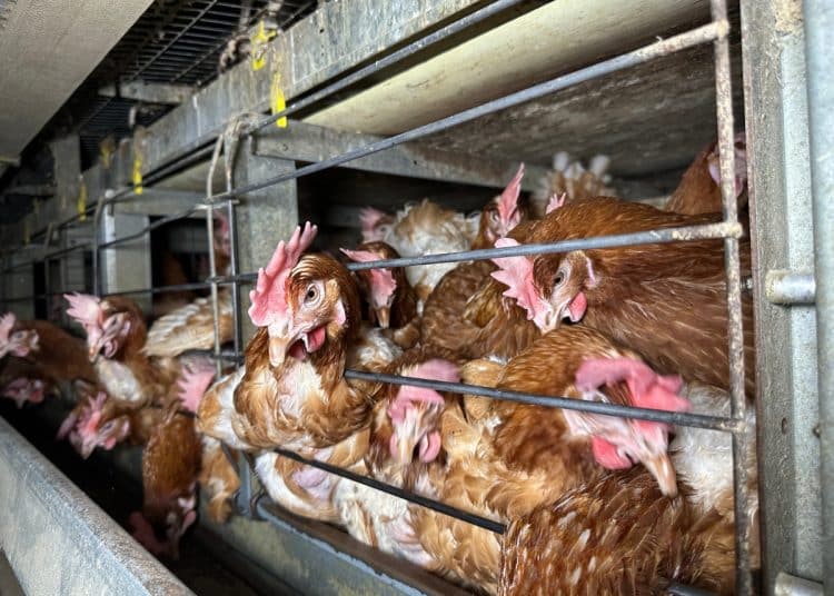 Chickens in an 'enriched' colony cage