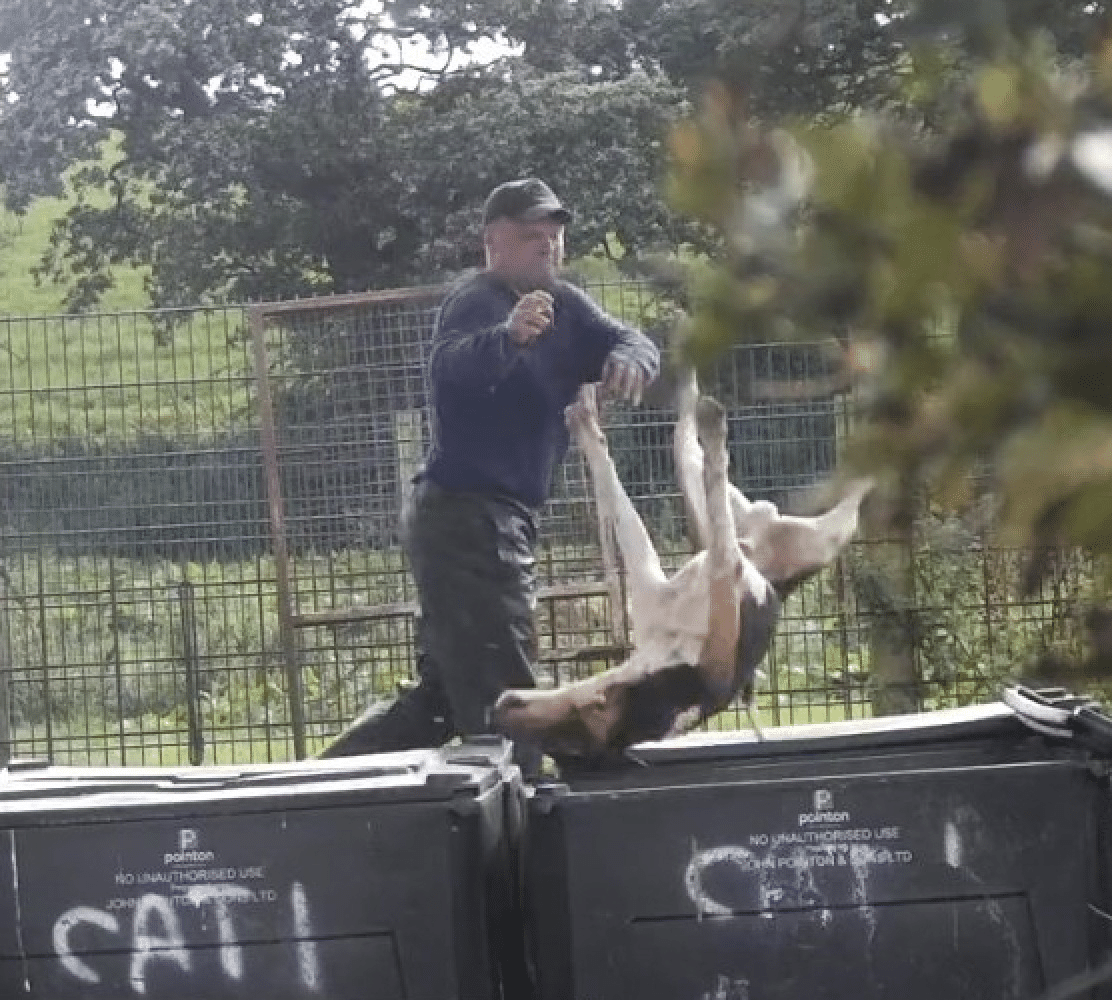 A huntsman throwing a dead hunting hound that has been shot in the head, into a bin