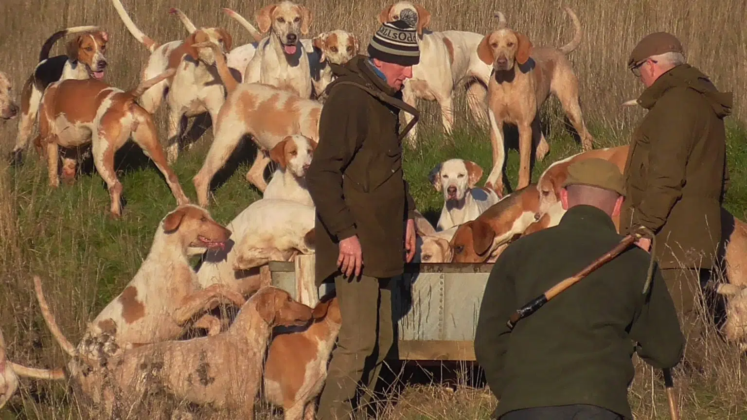 A pack of hounds ready for the hunt. There's a huntsman in the middle of them wearing a bobble hat and green coat