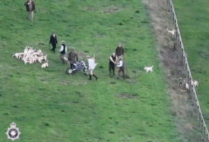 An overhead image of the Stowe Hounds. They are congratulating each other with handshakes after retrieving the body of a hare they have just hunted.