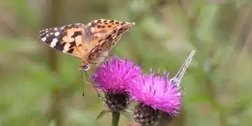 Butterflies - painted lady and silver-studded blue
