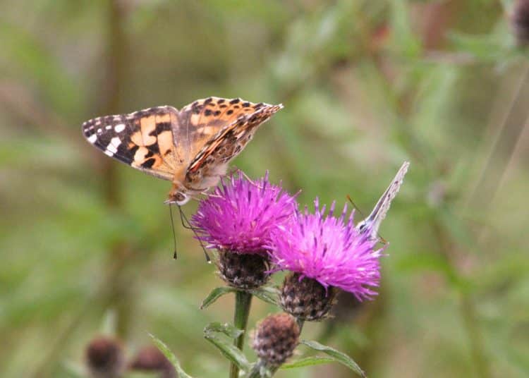 Butterflies - painted lady and silver-studded blue