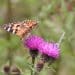 Butterflies - painted lady and silver-studded blue