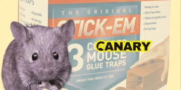 A picture of a pack of glue traps in the background called 'Stick'Em - 3 mouse glue traps'. In the foreground on the left is a cute mouse eating something. Next to it on the right is the Canary logo