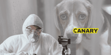 Animal testing: In the background is a picture of a sad looking beagle locked in a cage. In the foreground is an animal researcher who is looking at the camera. They have a white lab suit on, gloves and a mask and are experimenting on a white rabbit. Next to them, on the right, is the Canary logo
