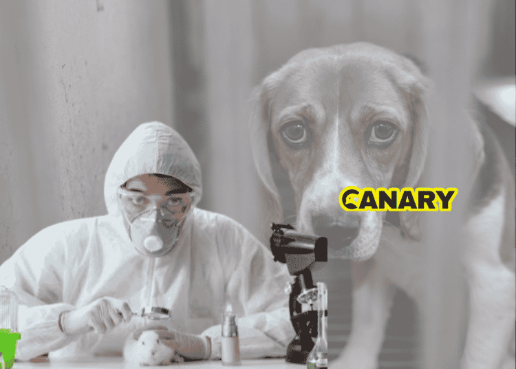 Animal testing: In the background is a picture of a sad looking beagle locked in a cage. In the foreground is an animal researcher who is looking at the camera. They have a white lab suit on, gloves and a mask and are experimenting on a white rabbit. Next to them, on the right, is the Canary logo