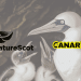 In the background is an image of a fully grown gannet and their two chicks on the left hand side. In the foreground on the left hand side is the logo for NatureScot in black. To the right of that is the Canary logo.