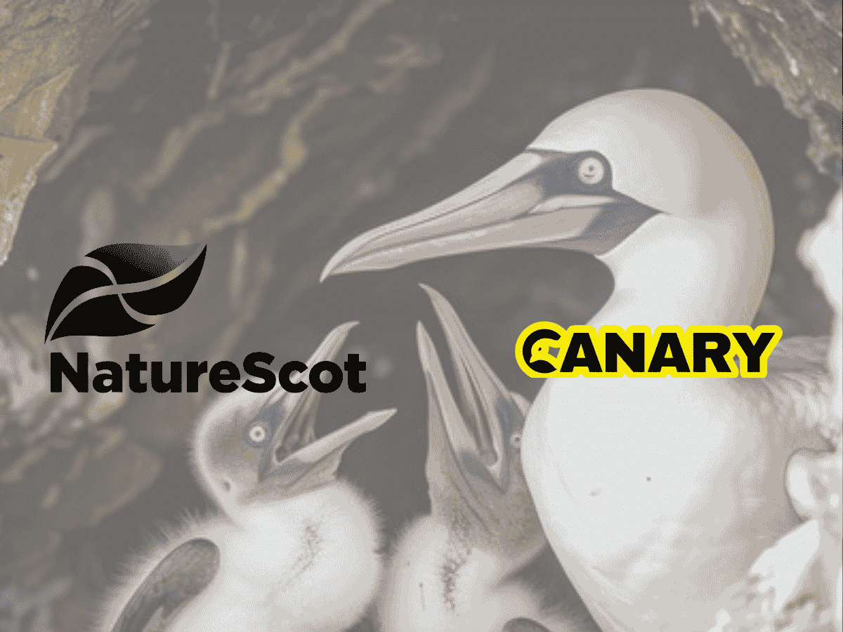 In the background is an image of a fully grown gannet and their two chicks on the left hand side. In the foreground on the left hand side is the logo for NatureScot in black. To the right of that is the Canary logo.