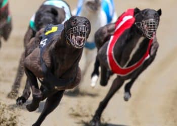 Greyhound racing