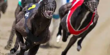 Greyhound racing