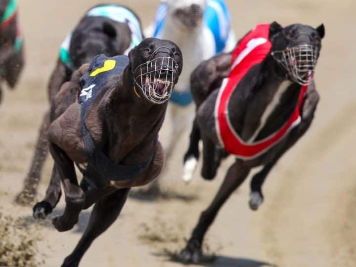 Greyhound racing during heatwave prompts concerns