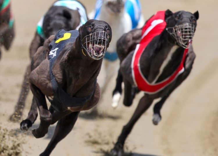 Greyhound racing