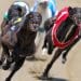 Greyhound racing